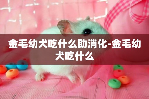 金毛幼犬吃什么助消化-金毛幼犬吃什么